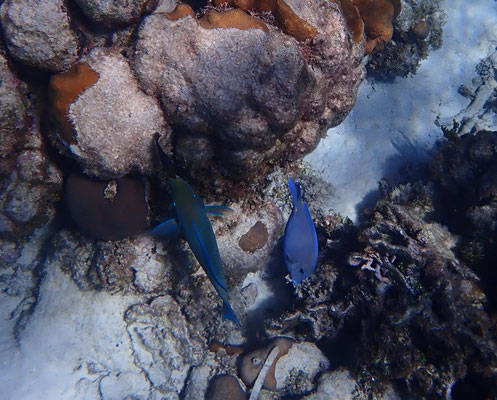 Blauer Doktorfisch