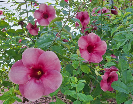 Violette Goldtrompete.