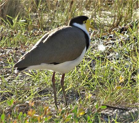 ....und ein Masked Lapwing als Nachbar.