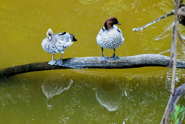 ....mit seinem Natur-Walk.