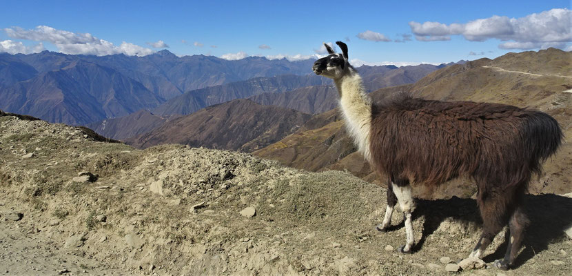 Ein Lama am Strassenrand.