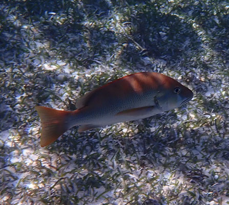 Snapper