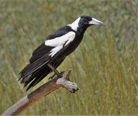 .....mit einem Pied Butcherbird.....