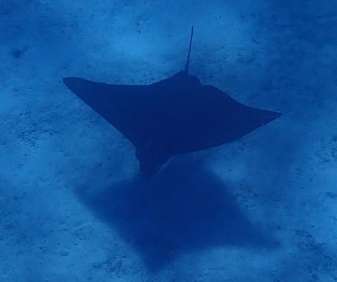 Mantarochen