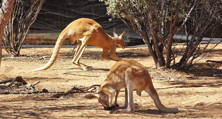 Das grosse Rote Känguru.