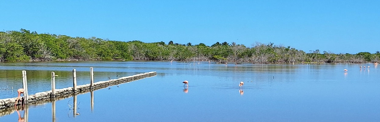 ....mit Flamingos.