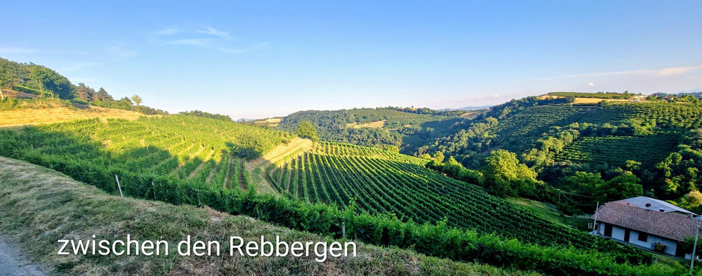 ....Rebberge und Haselnussplantagen.