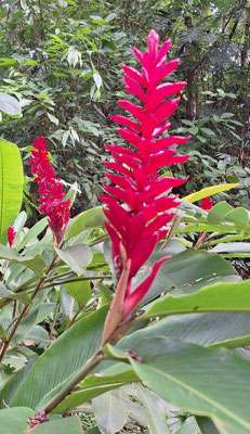 Rote Ingwerblume