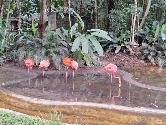 Flamingos