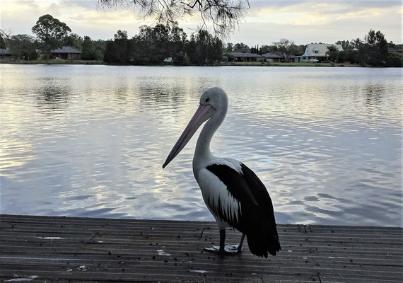 ........in Tuncurry.