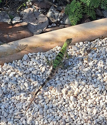 Grüner Leguan