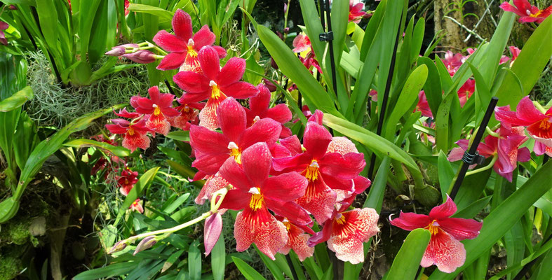 Blumen in jeder...