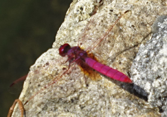 Eine rote Libelle