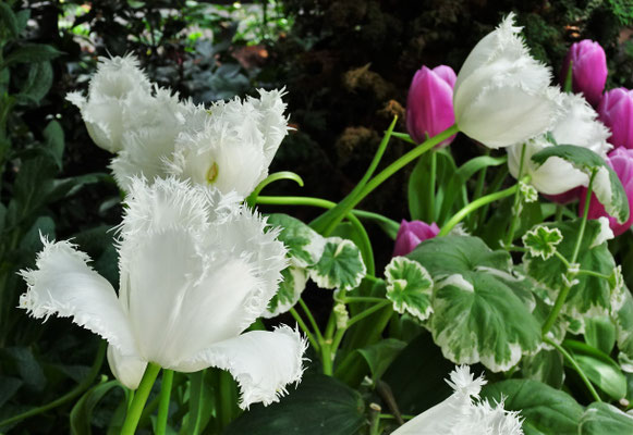 Tulpen mit eigenartigem Rand.