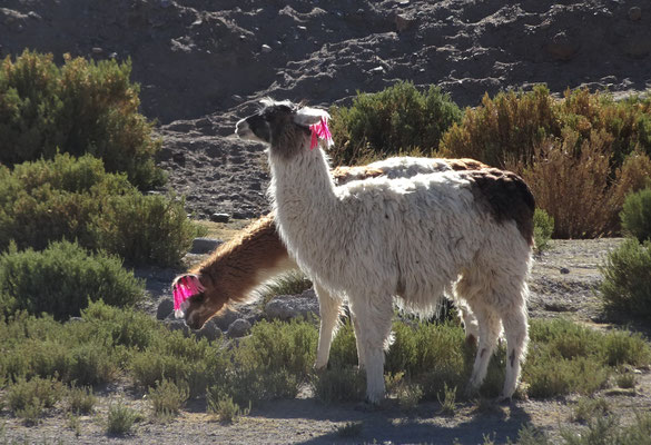 Lamas mit der Markierung des Besitzers.