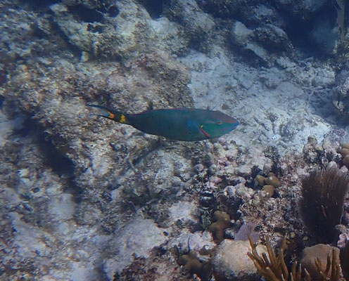 Papageienfisch