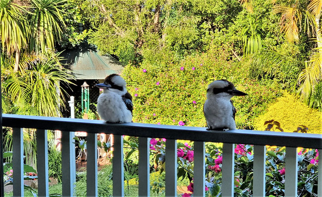 Die Kookaburra im Garten.....