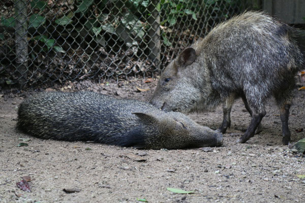 Chaco-Pekaris (Schweine)