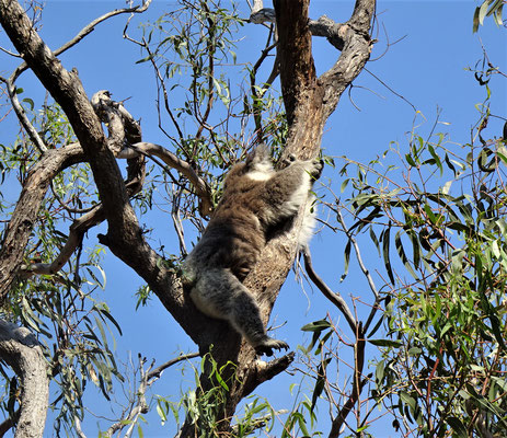 Der erste Koala.