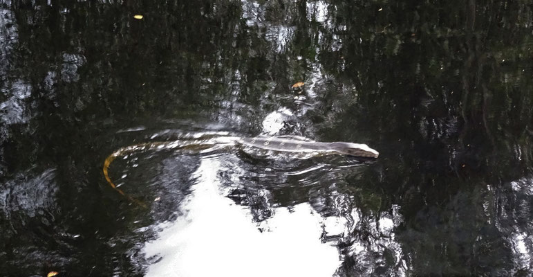 Ein Waran schwimmt durchs Wasser.
