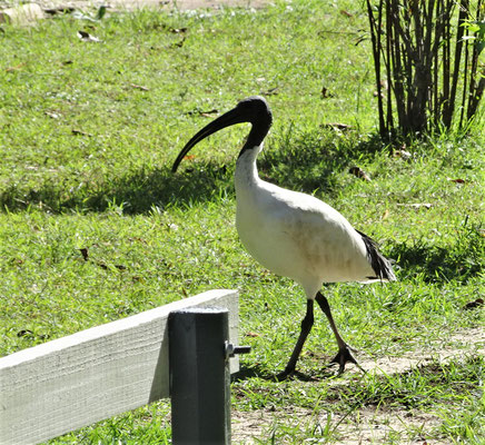 Unser Nachbar, der Ibis, in Nambucca.,,,,,