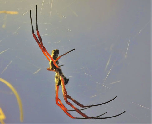 Die Golden Orb Spinne.