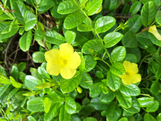Mandevilla sanderi