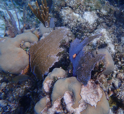 Blauer Seefächer