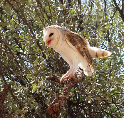 ....ihren lautlosen Flug.