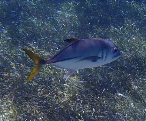 Pferdemakrele