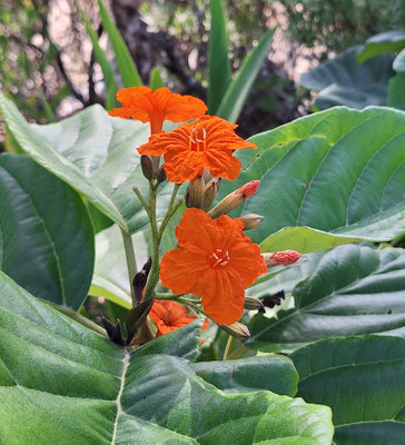 Orange-Geigerbaum