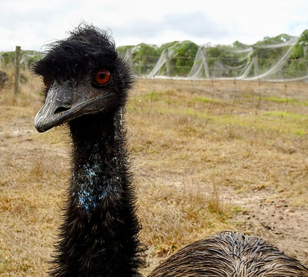 Das Emu.