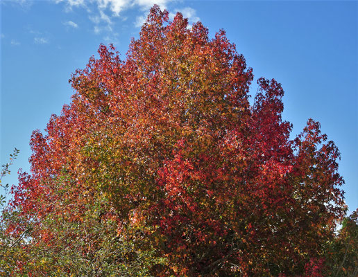 Wunderbare Herbststimmung----