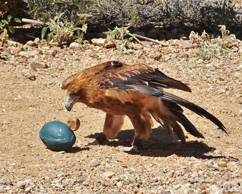 ....ein Emu Ei zu öffnen.