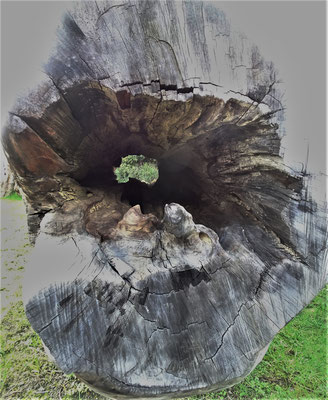 ....dieser Sumpf Kauri Baum.