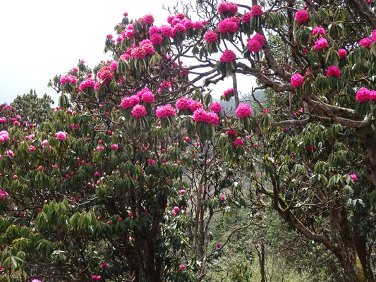 Herrliche Rhododendronwälder