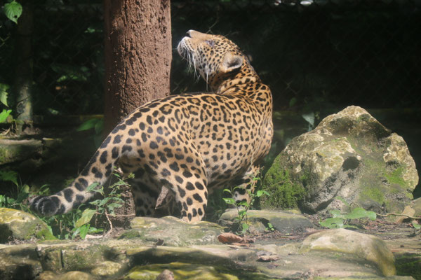 Ein Jaguar