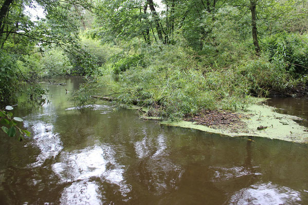 Das Totholz ist ein wichtiger Lebensraum für viele Tiere am und im Fluss.