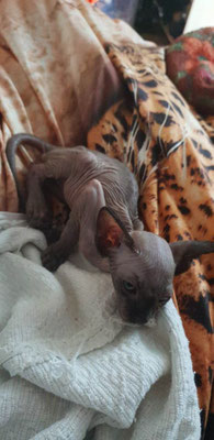 Baby Gizmo Rip Unsere Katzen