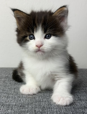 Maine Coon Kitten in black tabby white