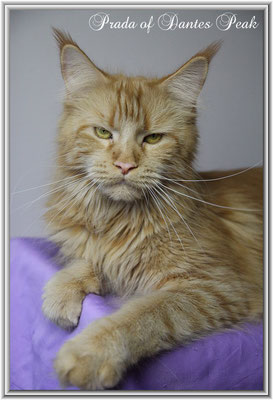 Maine Coon red