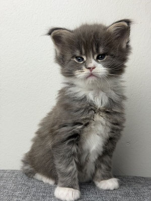 Maine coon Baby 