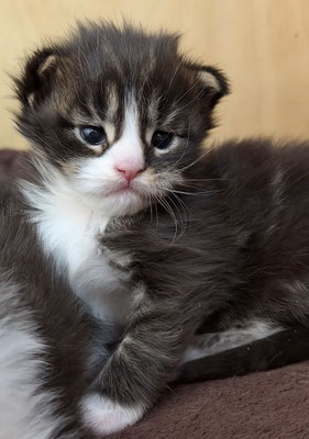 Maine Coon Kitten