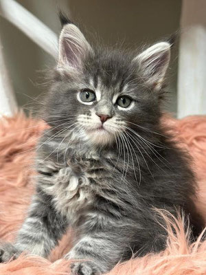 Maine Coon blue tabby 7 Wochen