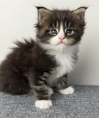 Maine Coon Kitten 