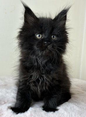 Maine Coon Kitten black 9 Wochen
