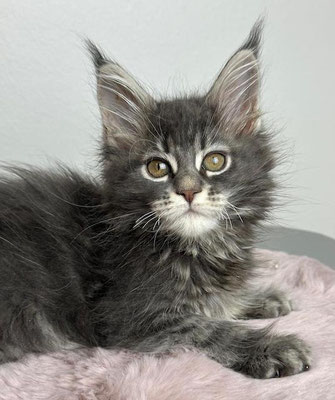 Maine Coon blue tabby 11 Wochen