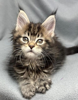 Maine Coon black tabby 8 Wochen