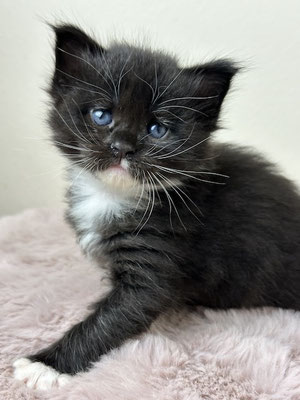 Maine Coon black white Kitten 4 Wochen