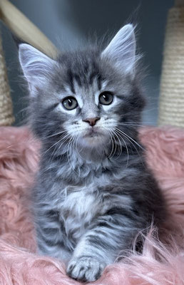 Maine Coon blue silver tabby 7 Wochen